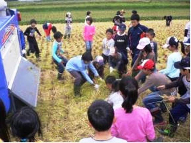 小学校で稲刈り体験実習（１０月５日）