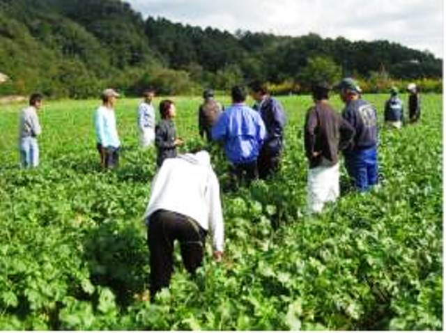 加工用ダイコンの現地検討会（１０月１８日）