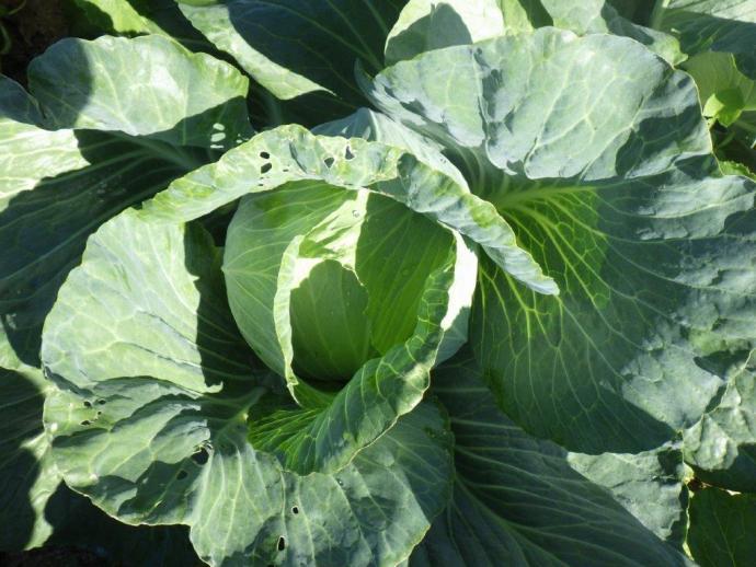 cabbage3