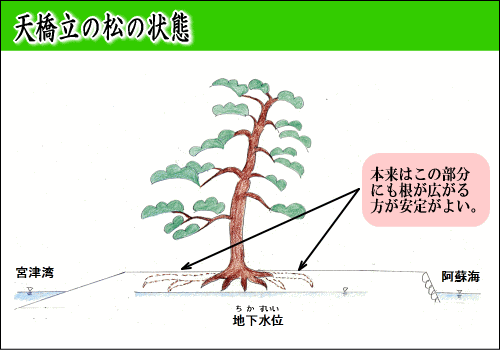 天橋立を知って守ろう 京都府ホームページ