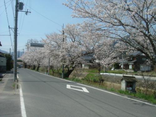 （写真）京口橋の桜