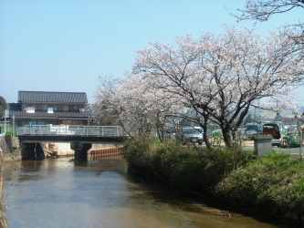 2009年春の京口橋の桜並木（上流より京口橋方面を望む）
