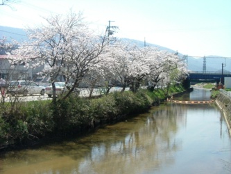 2009年春の京口橋の桜並木（京口橋より上流を望む）