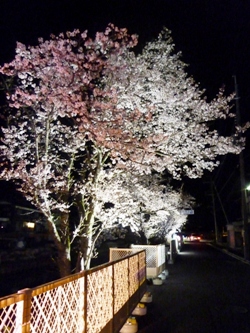 ライトアップされた京口橋の桜並木