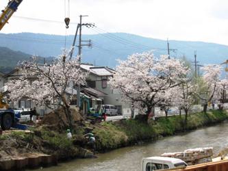 京口橋の桜並木