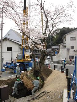 京口橋左岸側に移植中の様子