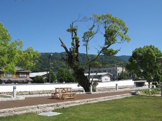 大手川ふれあい広場にある古木