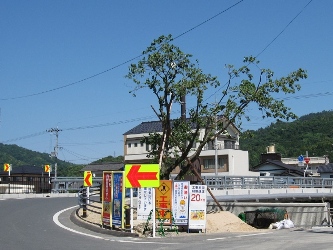京口橋左岸に移植された桜