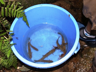 釣れた魚