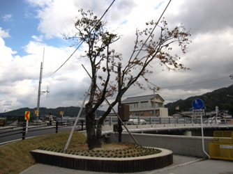 京口橋左岸の桜