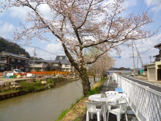 お花見スペースを設置した京口橋の桜