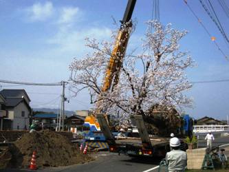 対岸に移植される桜