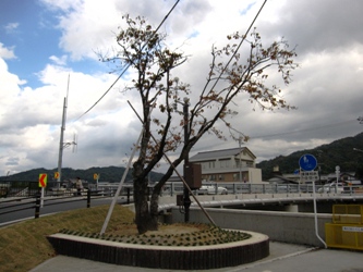 京口橋左岸側に移植された以前の桜並木の古木
