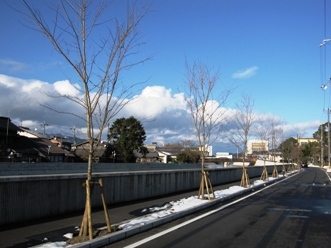 宮津小学校グランド前に整備された桜