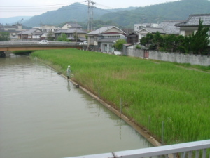 大手川湊橋上流部の「ヨシ」の様子