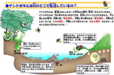 ゲンジボタルの生活の様子を示す図です。