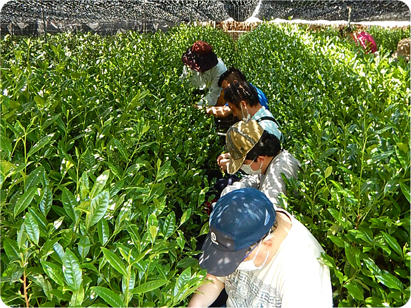 地域の茶文化発信