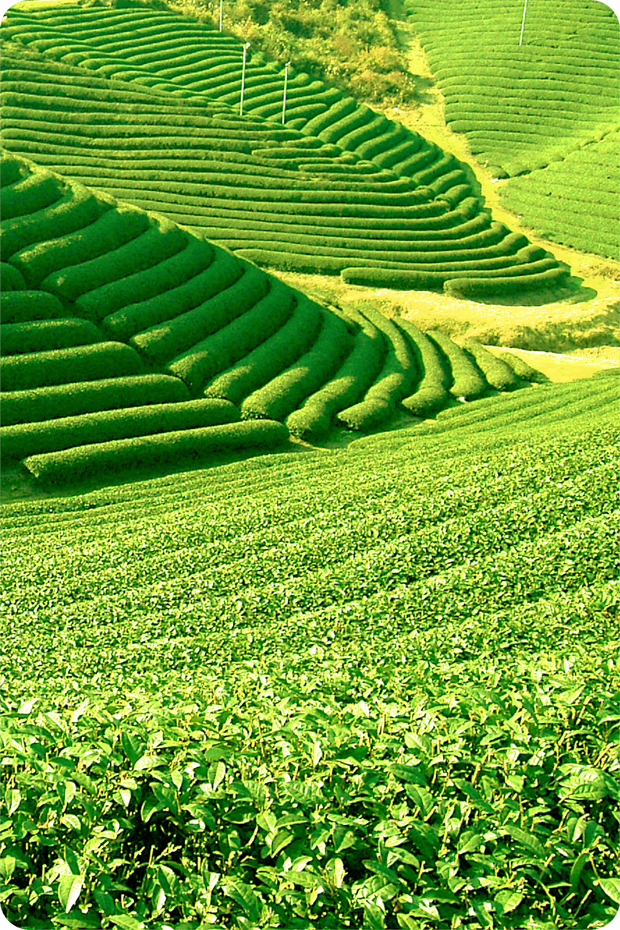 茶畑