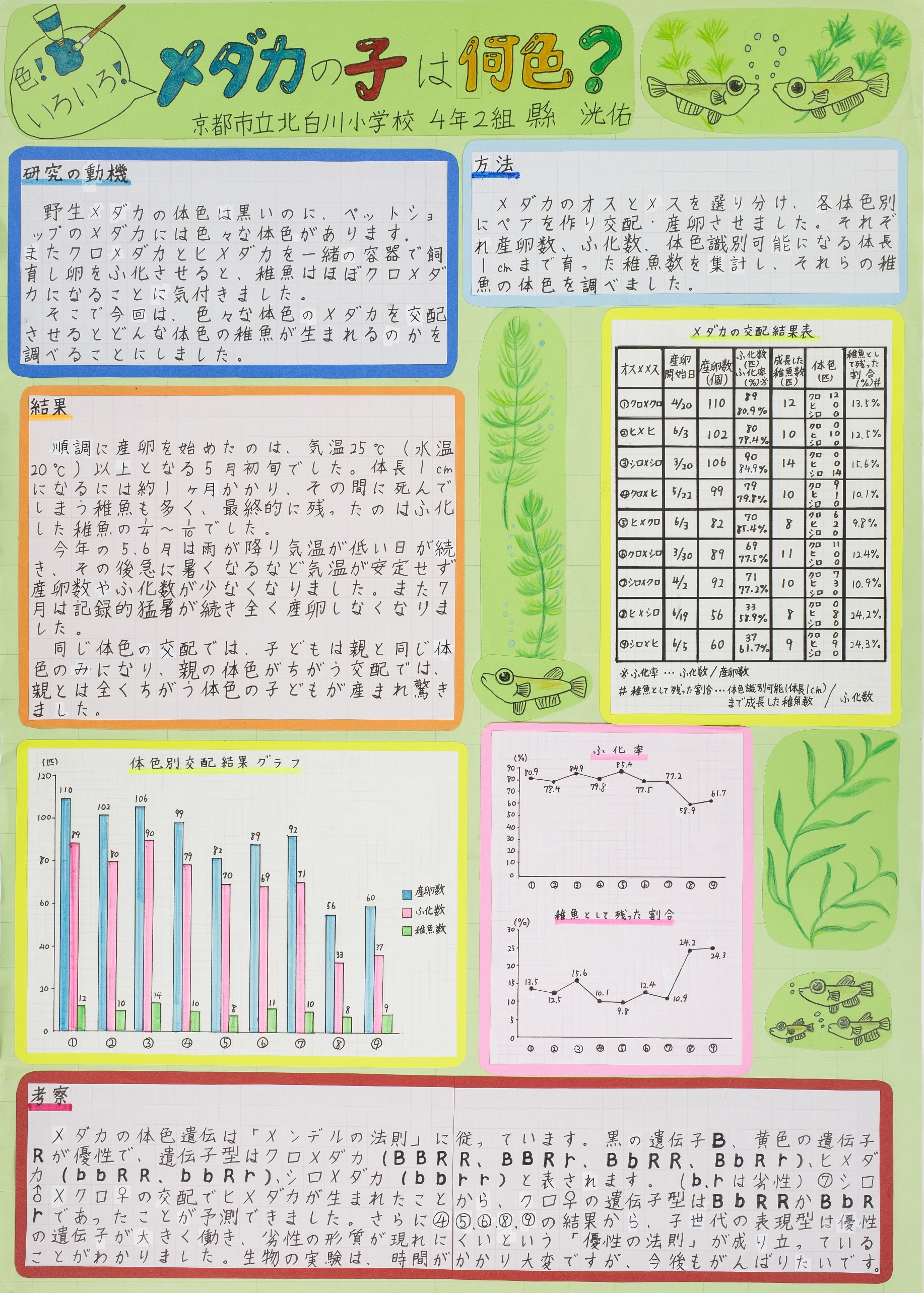 色!いろいろ!メダカの子は何色?