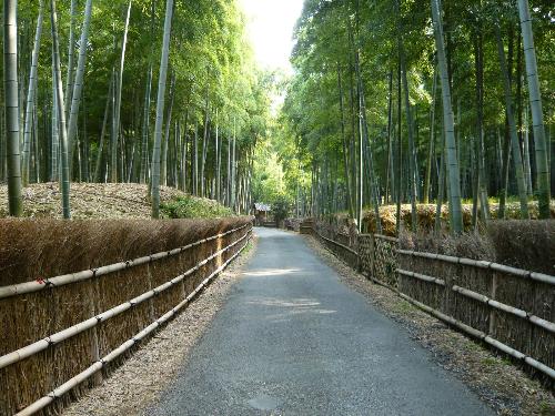 京都府景観資産11　竹のみちの写真