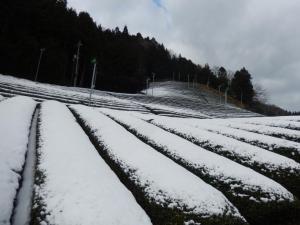 和束町湯船　茶園の雪