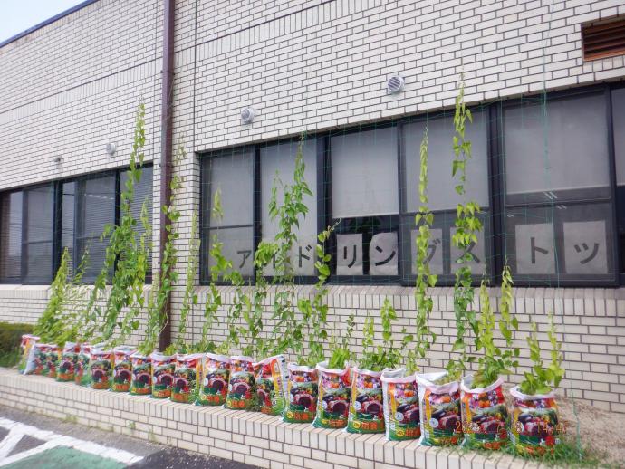 洛芋7月-10