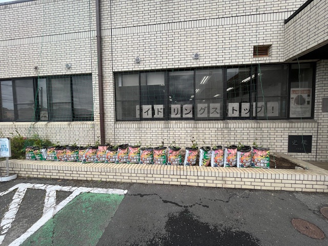 洛いも植え付け