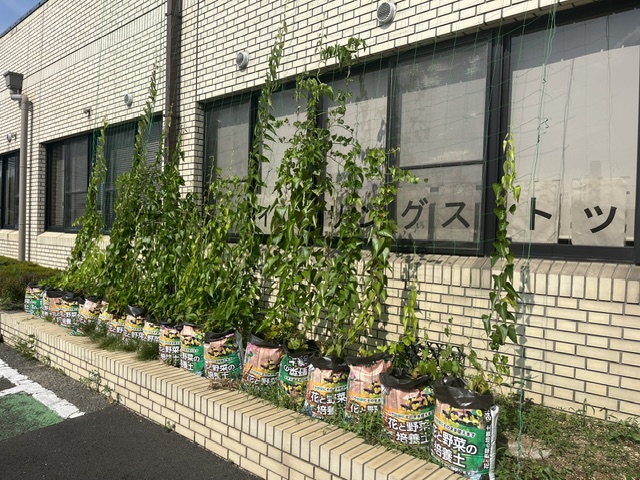 洛いも7月