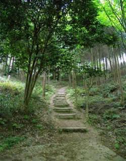 散策道の写真