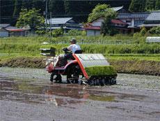 田植えの風景