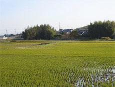 水田風景